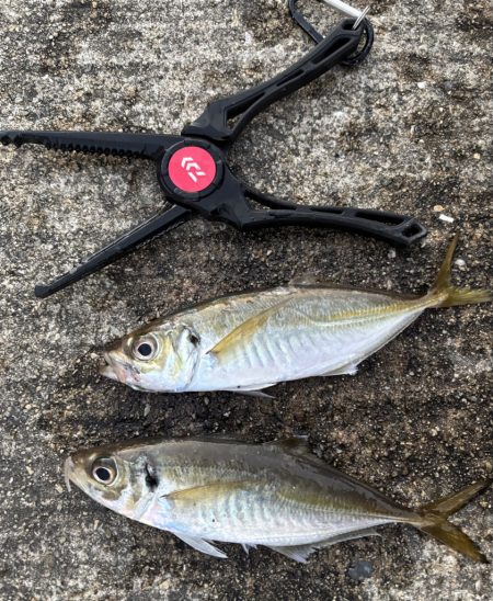 デカアジ、サワラに楽しめました