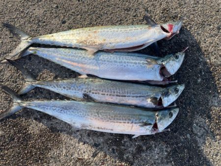 サゴシ➕ガシラ