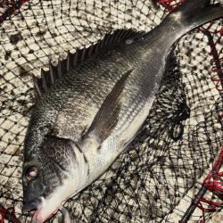 ヘチってきました