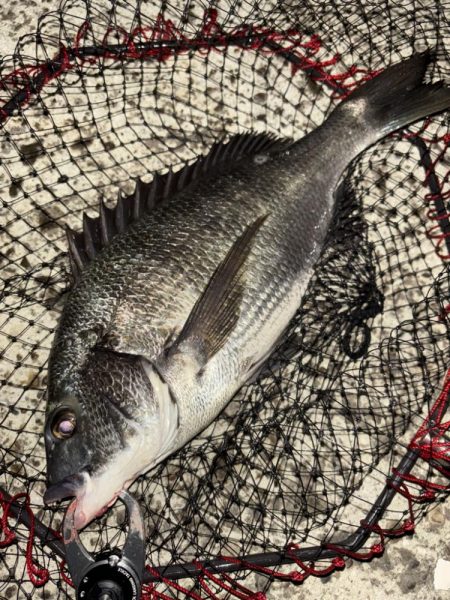 ヘチってきました