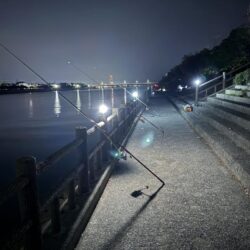 乗っ込みカレイ狙い