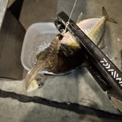 2日連続アジング。