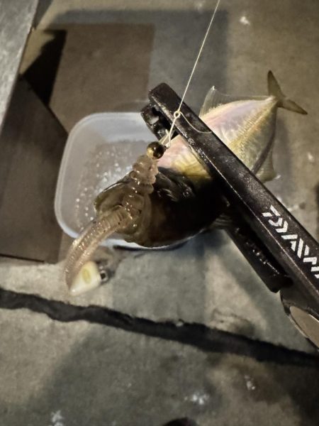 2日連続アジング。