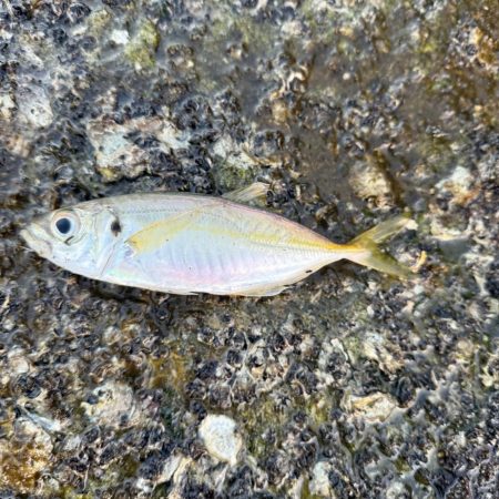 久しぶりの海釣り