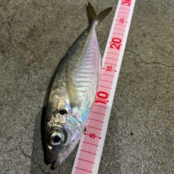 アジ、キントキダイ