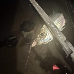 またまたアジング