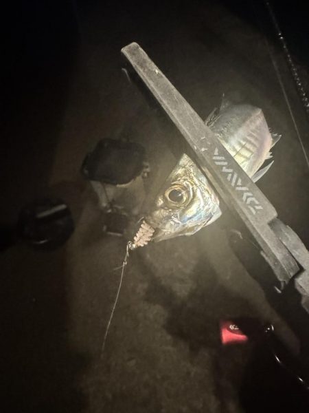 またまたアジング