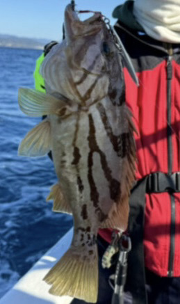 LJでホウキハタ連チャン!