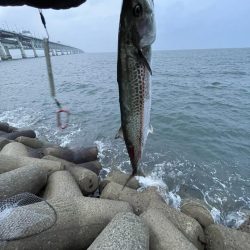 りんくうショアジギ