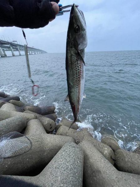 りんくうショアジギ