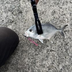 サゴシとメッキ