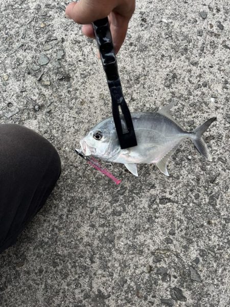 サゴシとメッキ