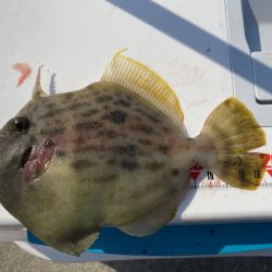 カワハギ終盤戦、アジと共に