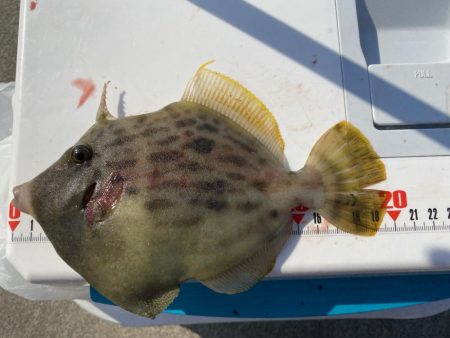 カワハギ終盤戦、アジと共に