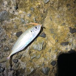 小アジとチャリコ