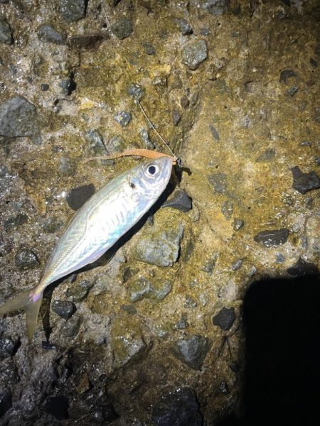 小アジとチャリコ