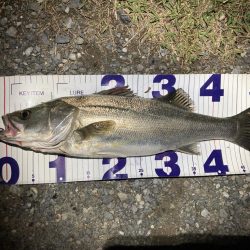 シーバスフィッシング