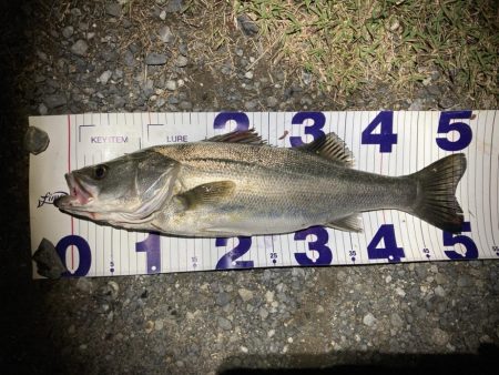 シーバスフィッシング