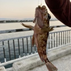 貝塚水路　夜釣り