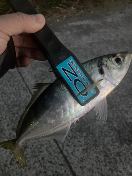 朝マズメのフロートアジング