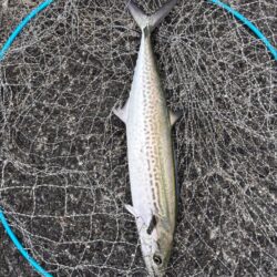 青物シーズン14