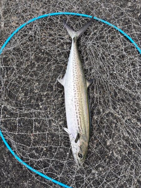 青物シーズン14