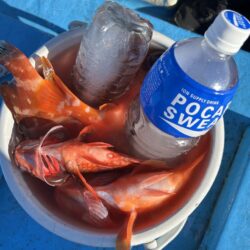 ロックフィッシュ