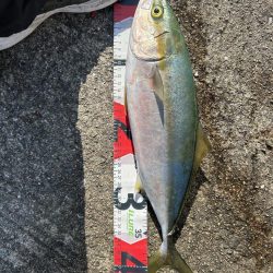 岸和田一文字でサゴシとハマチ!