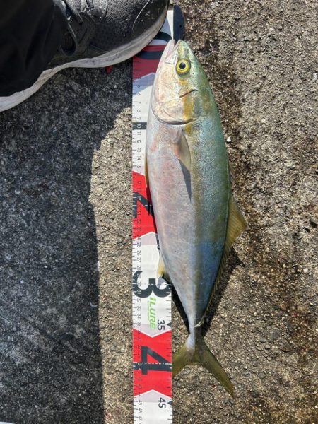 岸和田一文字でサゴシとハマチ!