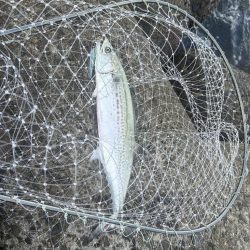 サゴシを避けてハマチ!