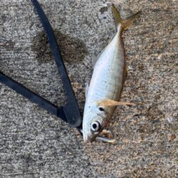デカアジ多数釣れました