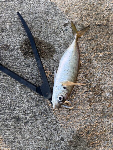 デカアジ多数釣れました