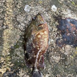 数釣りできました。