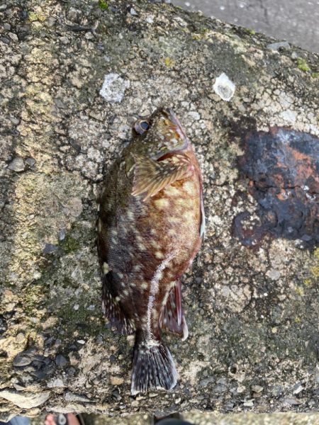 数釣りできました。