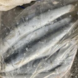 朝マズメのカマス釣り