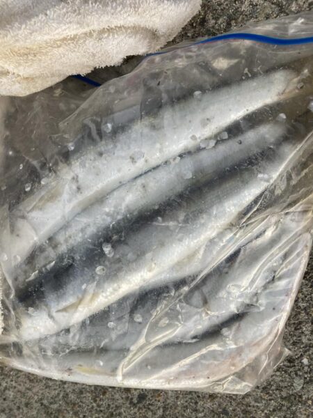 朝マズメのカマス釣り