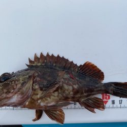 シロギスタ:カワハギよ何処へ