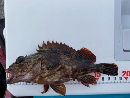 シロギスタ:カワハギよ何処へ