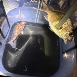 子供と釣りデート