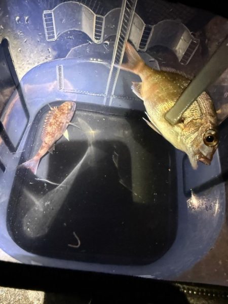 子供と釣りデート