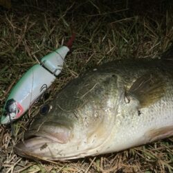 ロクマル出ました