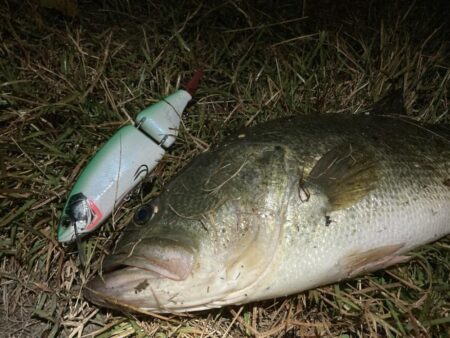 ロクマル出ました