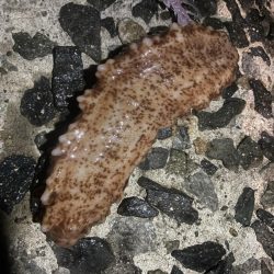 今年一番小さい。