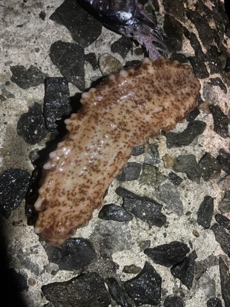 今年一番小さい。