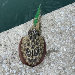 ひさびさのエギング