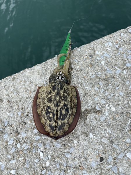 ひさびさのエギング