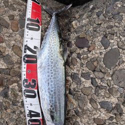 青物シーズン10