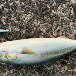 ルアーで青物釣り