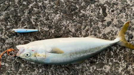 ルアーで青物釣り