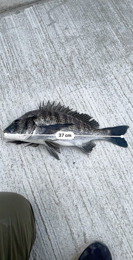 久々のチヌ